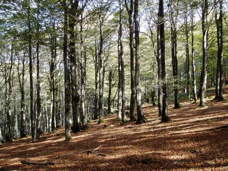 Basoa tontorretik gertu