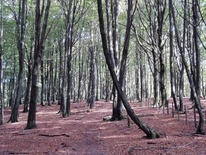 Tontorraren inguruko basoa