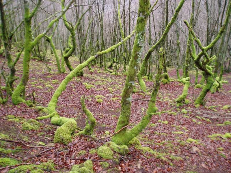 Kortazar-Irukurutzeta bidea Atxolin inguruan