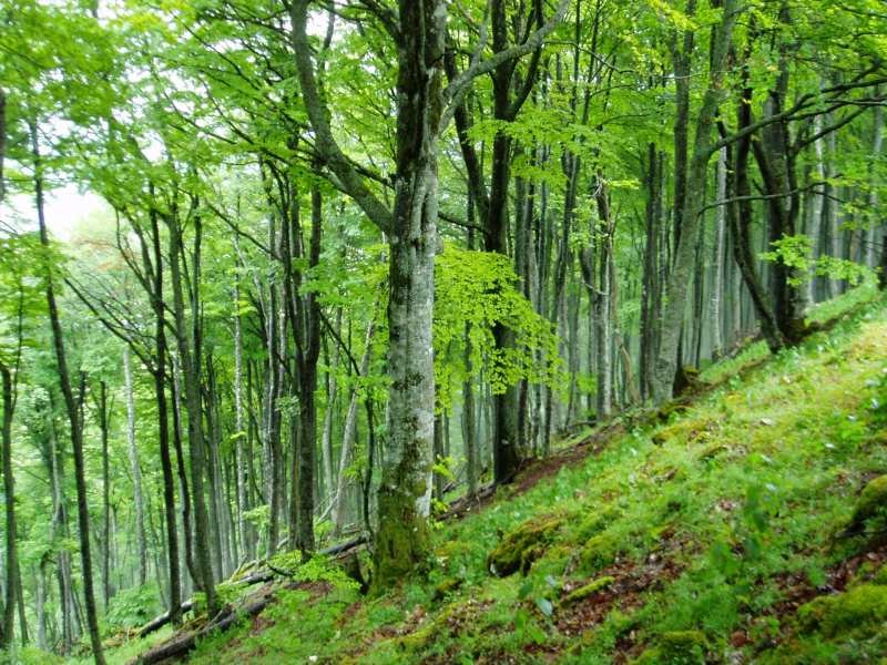 Ipar isurialdeko basoa