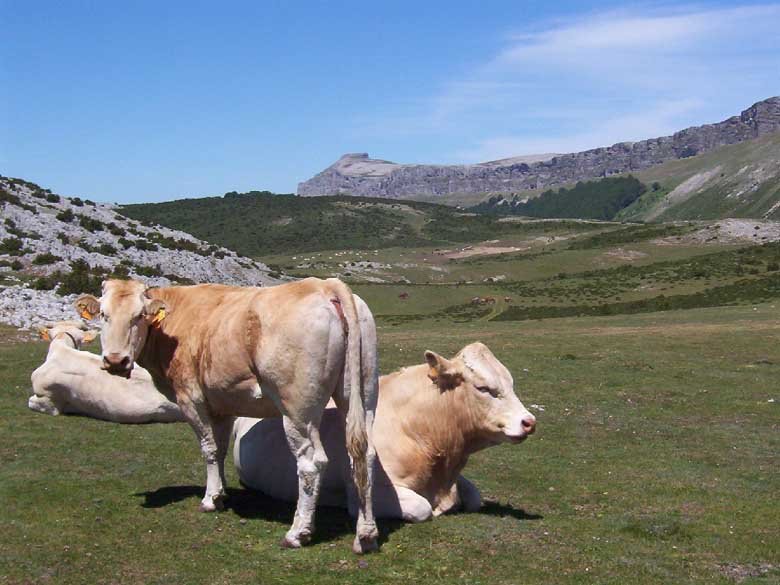 Liazarragatik Beriango bidean, tontorra urrutian