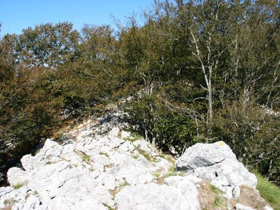 Tontorra basoaren mendean gelditzen da