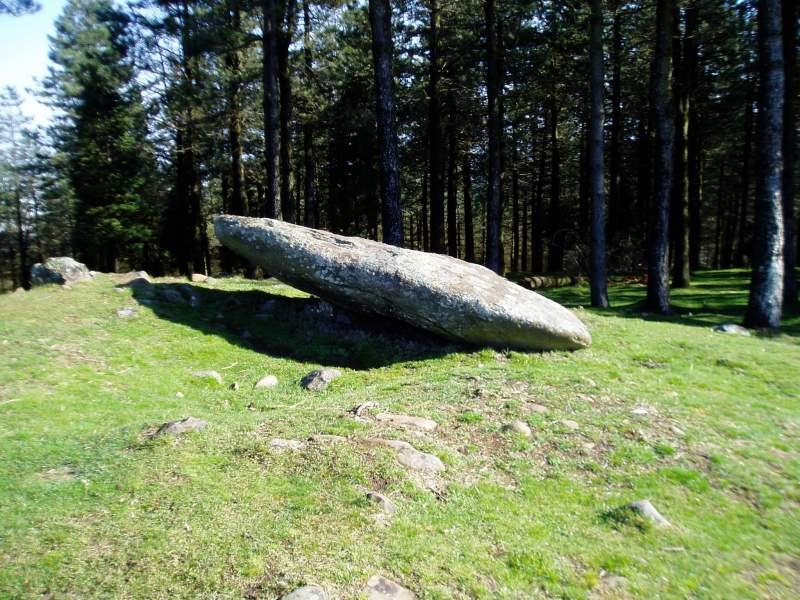 Arribiribilleta zutarria