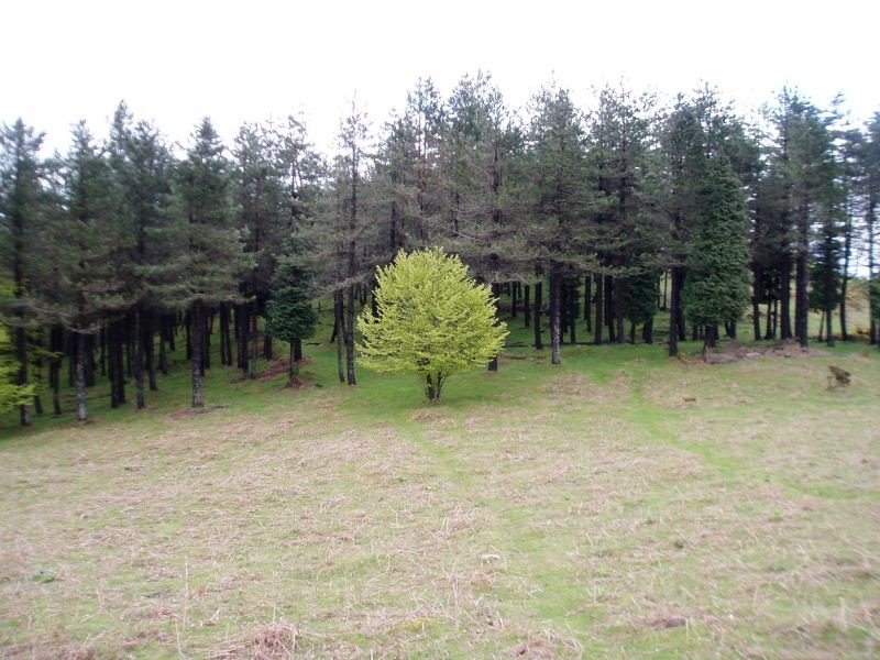 Kurutzebakar inguruan