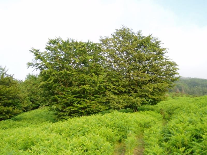 Kortazar eta Irukurutzeta arteko bidean