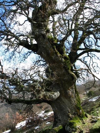 Aritz mardulak ikus daitezke Saldise aldeko igoeran