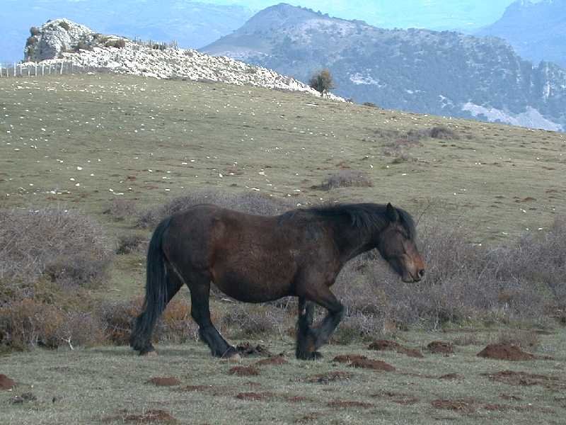 Zaldi azienda Mortxe bidean