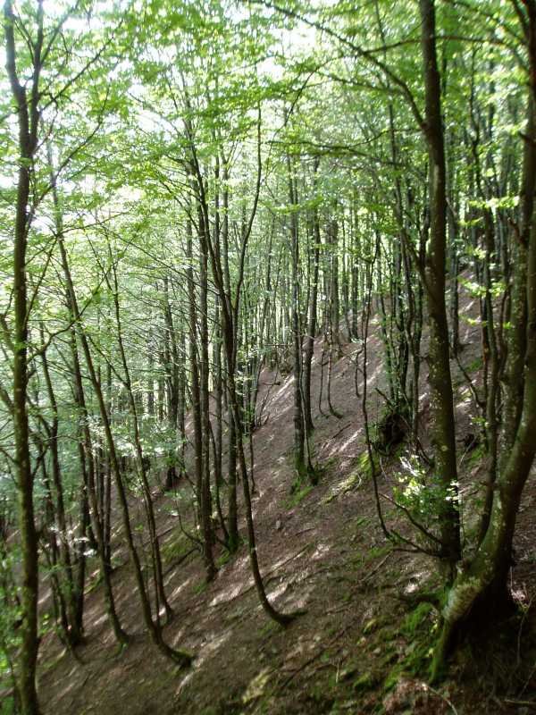 Ipar isurialdeko basoa