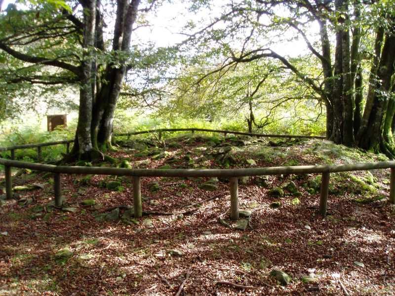 Zelatamuño trikuharria