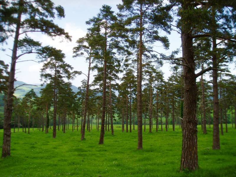 Pinadia Unginoren oinean