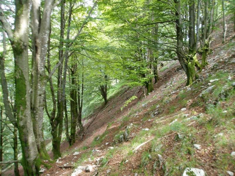 Besabe bailarara malda
