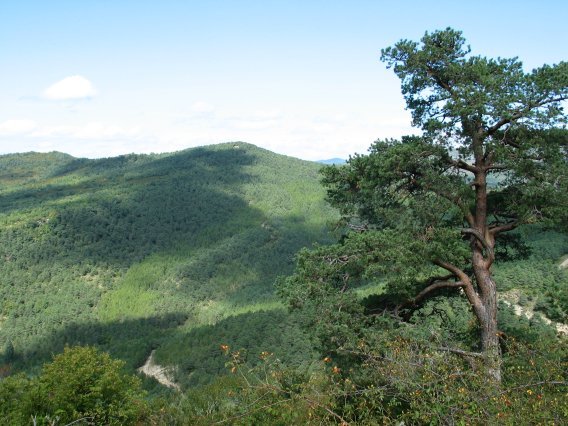 Basoak estaltzen du Zunzarren aldeko bailara guztia