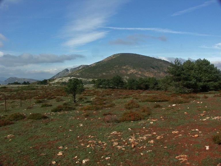 verdina desde cerca del Buey