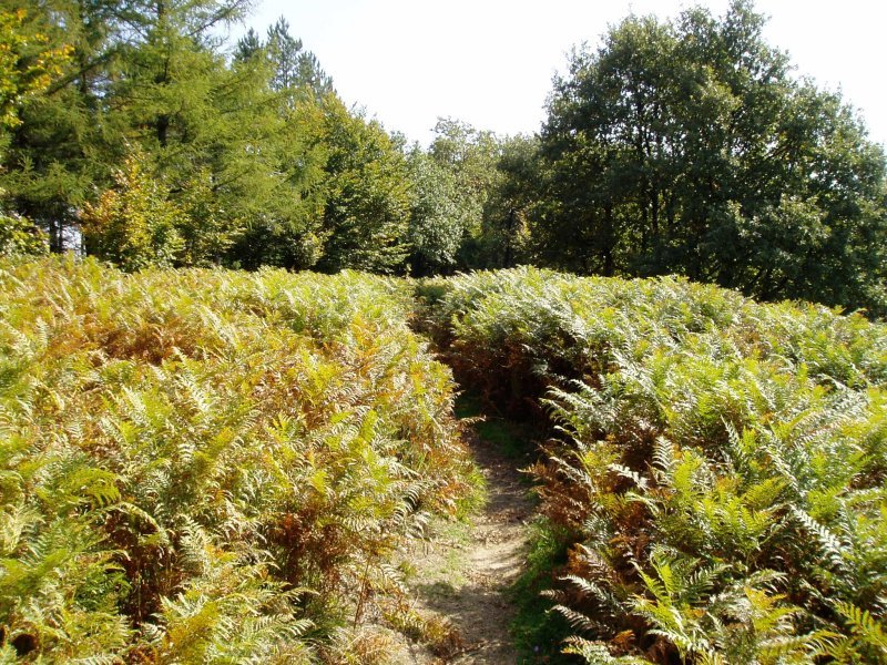 Jentiletxe eta Gorostiaga arteko bidea
