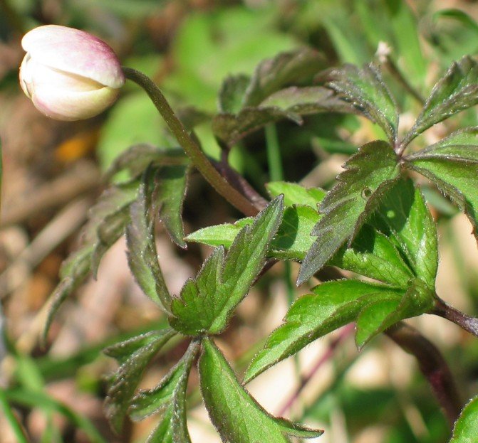 Zabaldu gabeko lorea eta hostoak