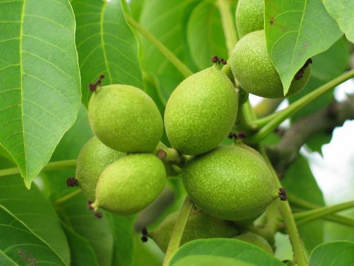 Heldu gabeko fruituak (intxaurrak)