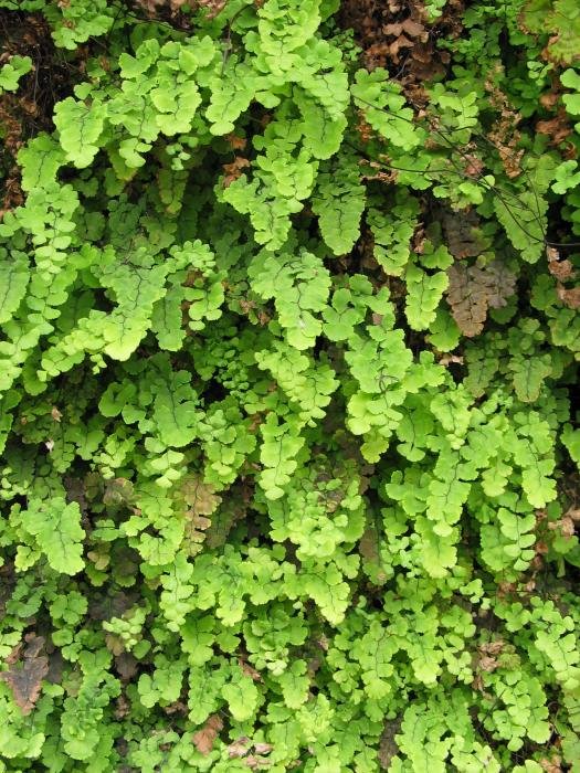 Horma zahar bat estaliz