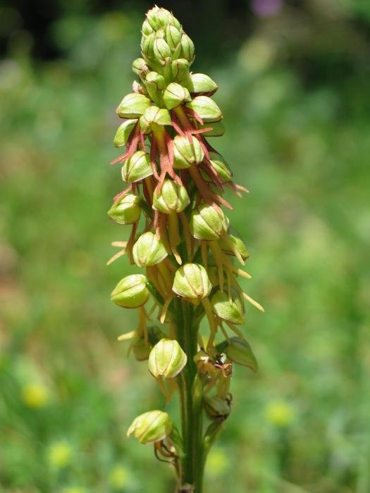 Loreak