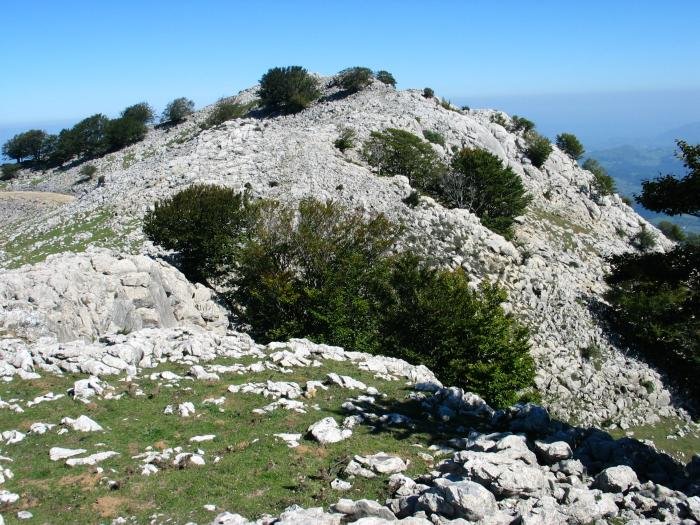 Torretik tontor nagusira begira