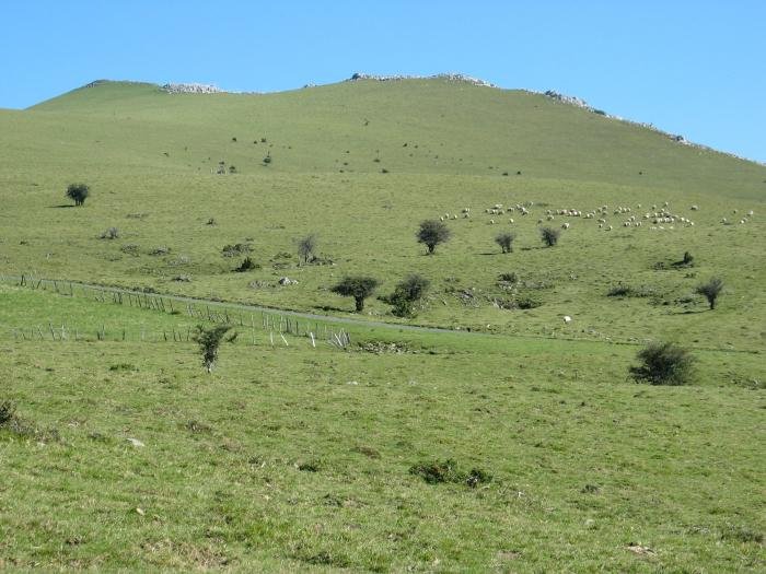 Mendebaldeko larreak