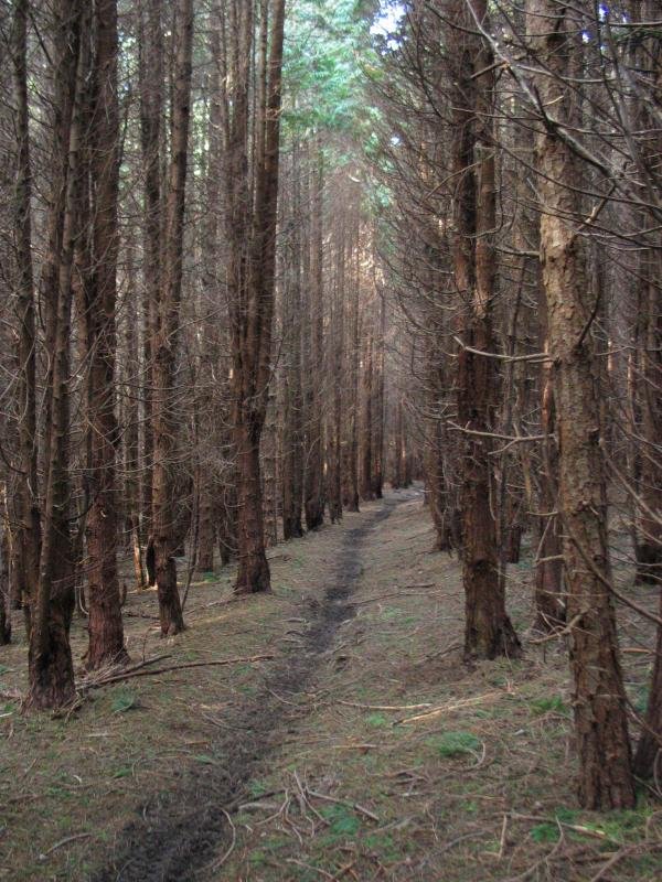 Basoan barrena doan bidea, Loaga aldean