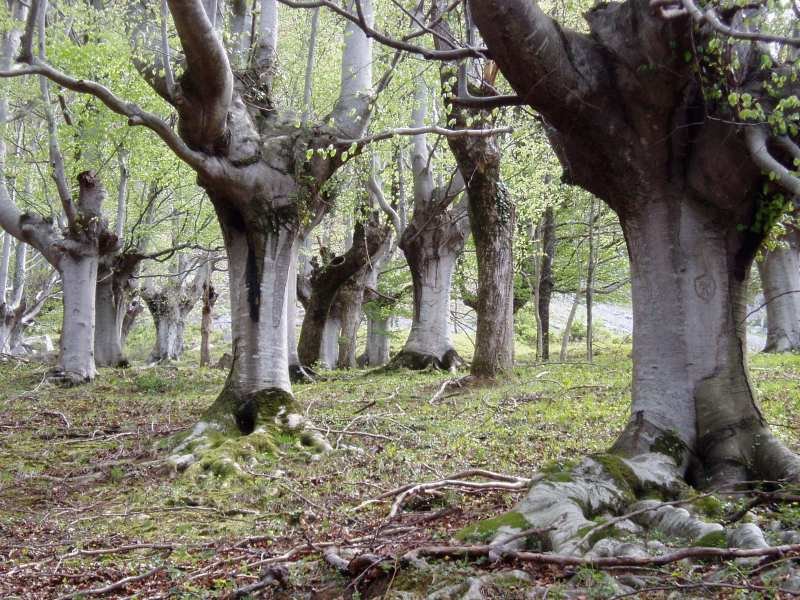 Pagadia Atxarte inguruan