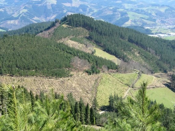 Tontorreko ikusmira: pinuak eta pinuak 