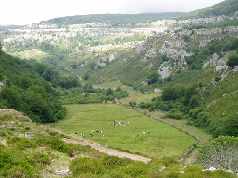 Brenavinto sakonunea