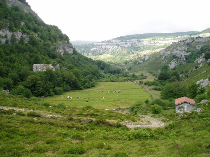 Brenavinto sakonunea