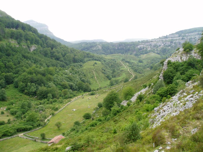 Brenavinto sakonunea