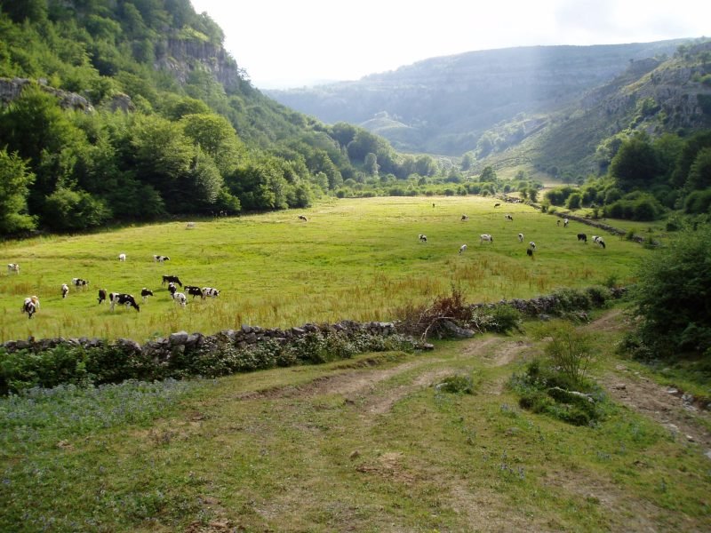 Brenavinto sakonunea