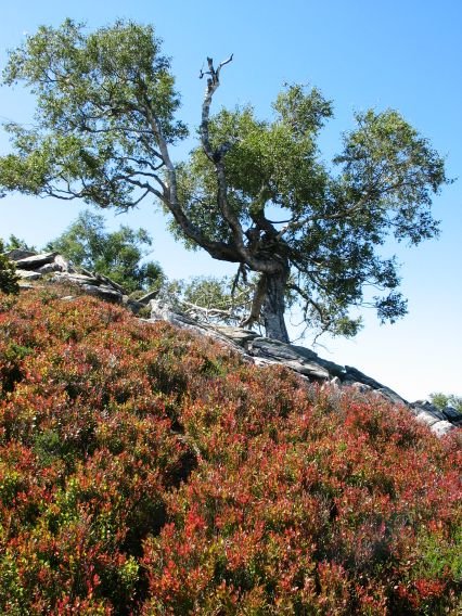 Gainaldean ikustakoa