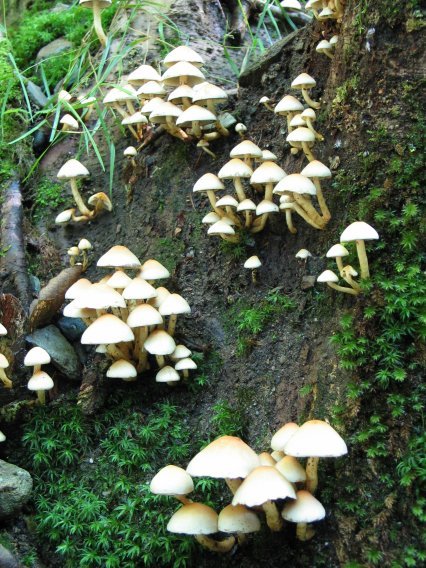 Perretxikoak egurrari lotuta Zumarresta aldeko errekaren ertzean