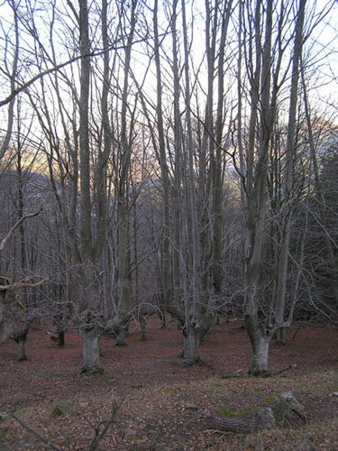 Camino de Kurutzetagane