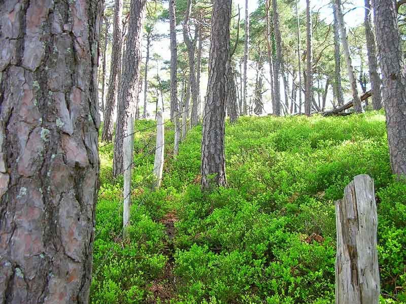 Sin perder la valla de vista.