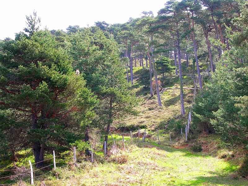 Dejamos la pista para tmar un sendero pegado a la valla.
