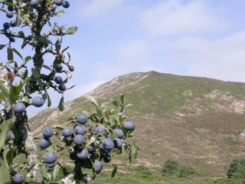 ARA?ONES EN LA BASE DE LA VERDINA 1-9-05