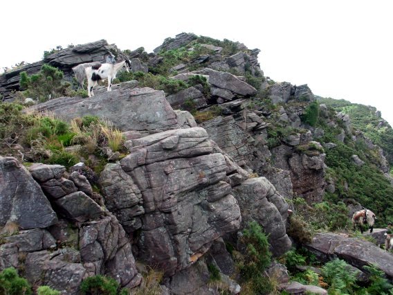 IMko gandorra, ahuntzentzako leku aproposa