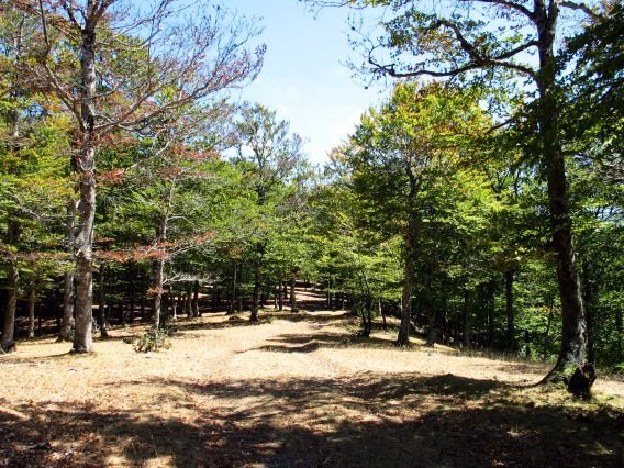 Sabiaundi inguruak (HMko hegia)