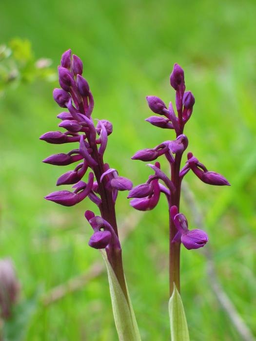 Zabaldu gabeko loreak