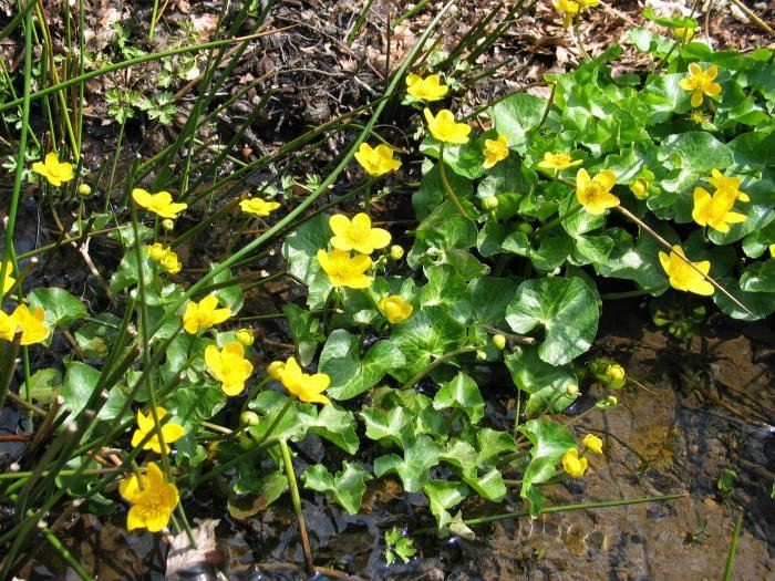 Erreka baten bazterrean