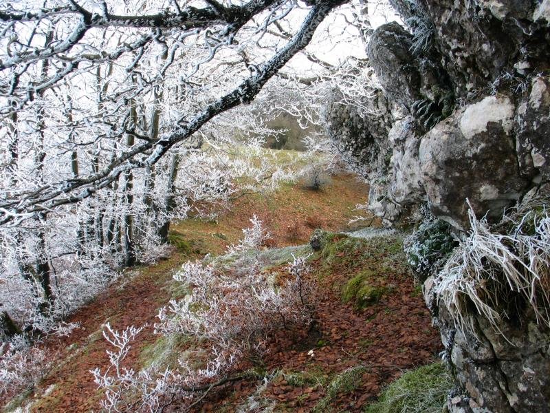 Izotzak apaindutako basoan barrena