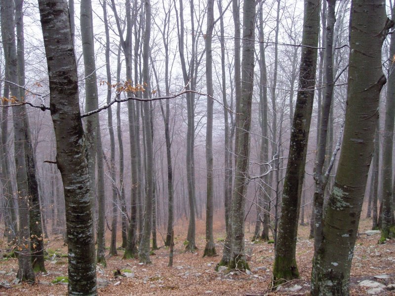 Lendoño Goitiatik igotzen den bideak zeharkatzen duen basoa