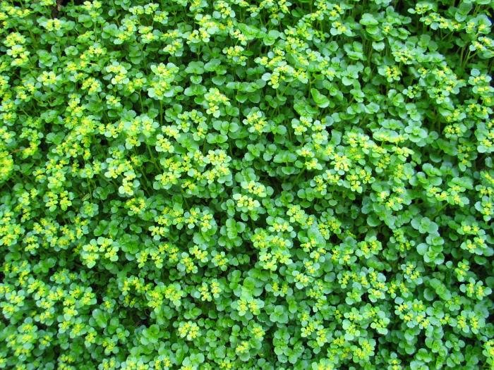 Landareak estalitako pendiza