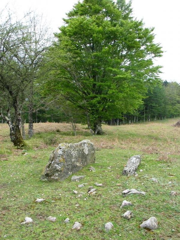 Otsaarteko trikuharria