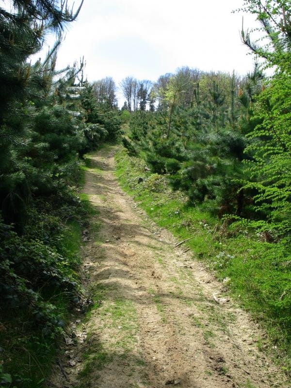 Azken txanpa Iparraldeko bizkarrean gora