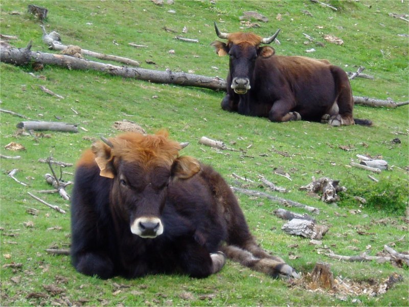 Patxada ederrean etzanda