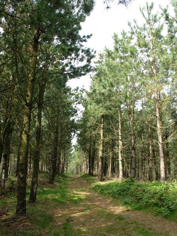 Pinuak tontorraren inguruan