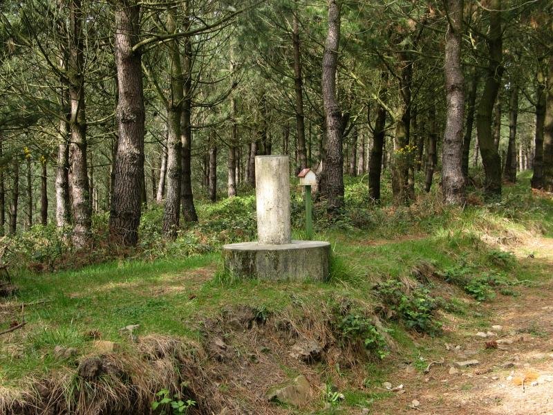 Buzoia eta erpin geodesikoa pinu artean