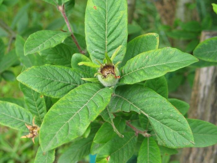 Hazten hasitako fruitua eta hostoak